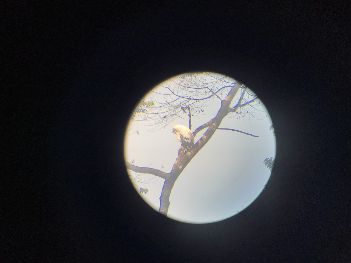 White Hawk - ML582491181