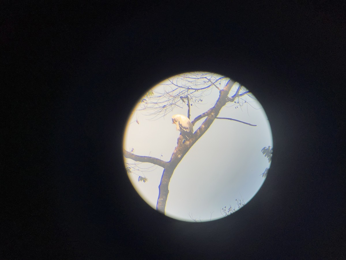 White Hawk - ML582491191