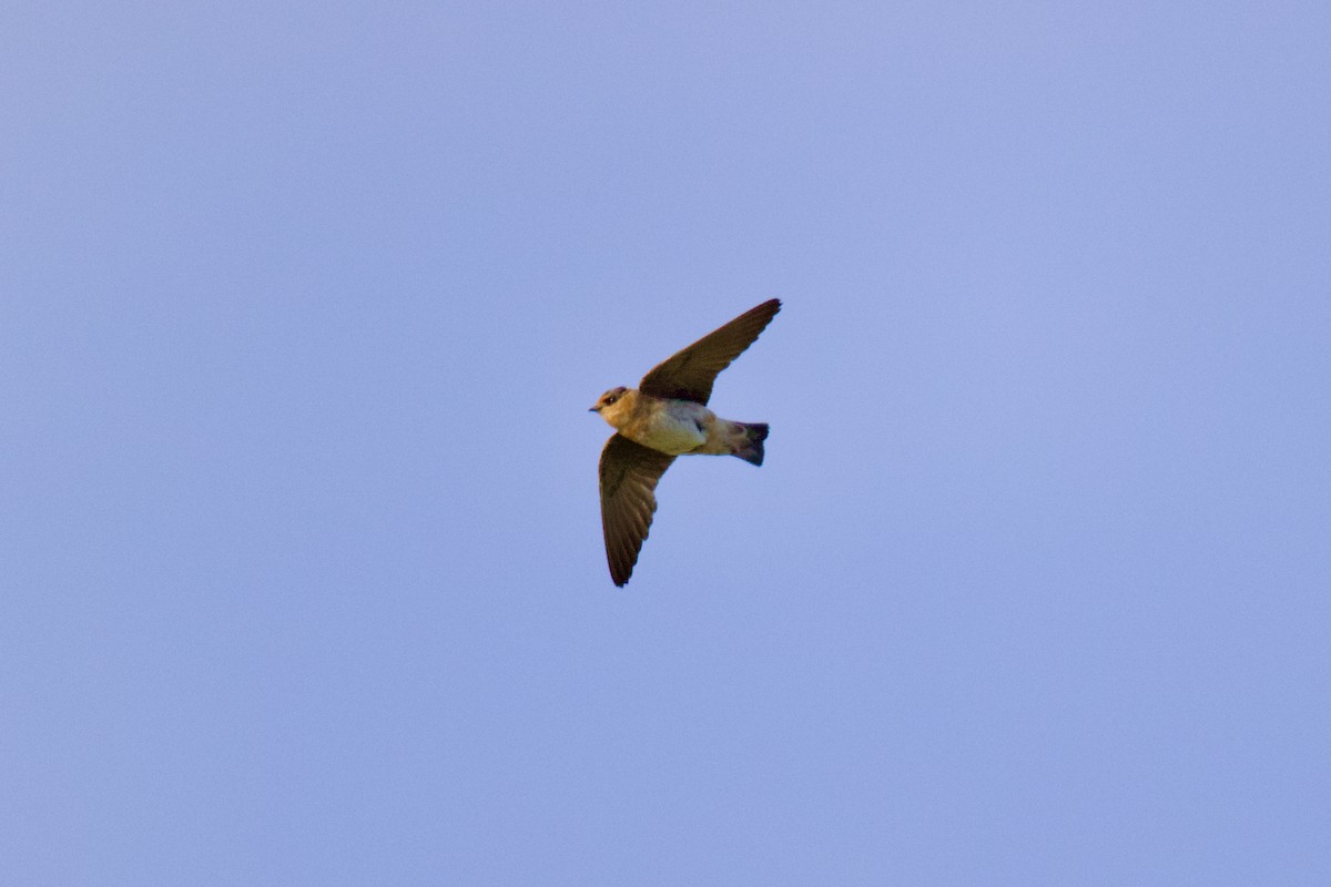 Cliff Swallow - ML582491611