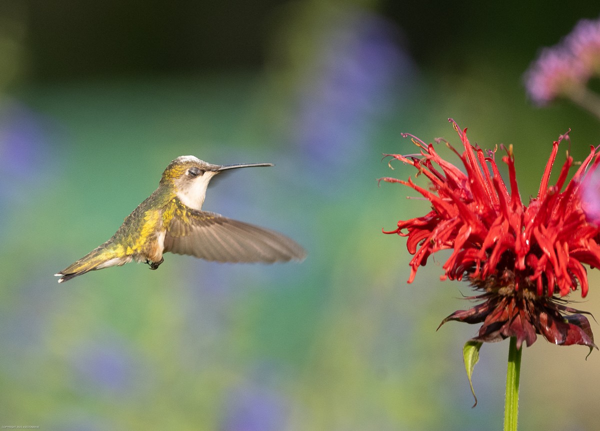 Colibri à gorge rubis - ML582493191