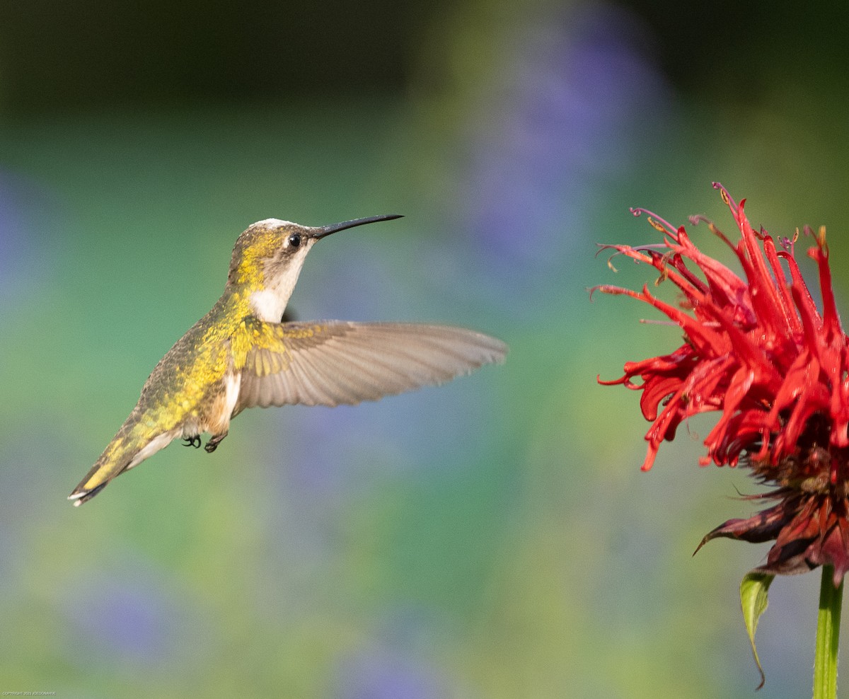 Colibri à gorge rubis - ML582493201