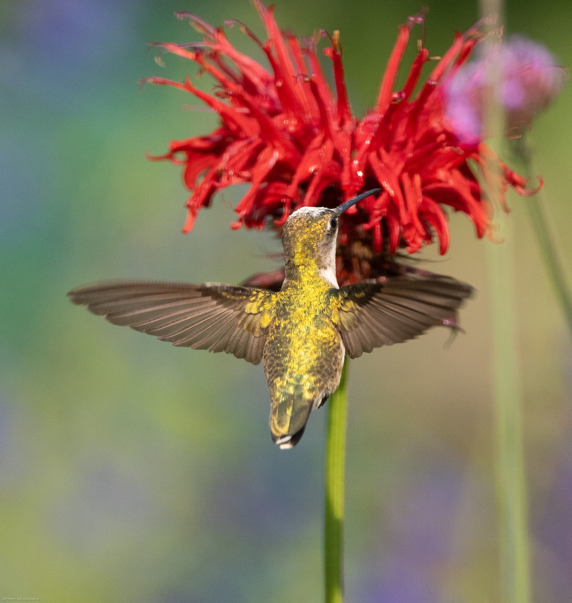 Ruby-throated Hummingbird - ML582493211