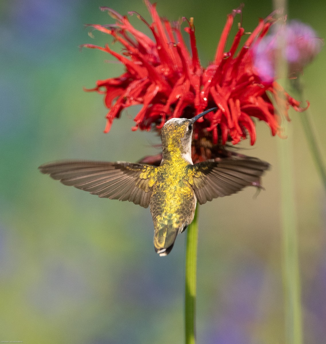 Colibri à gorge rubis - ML582493211