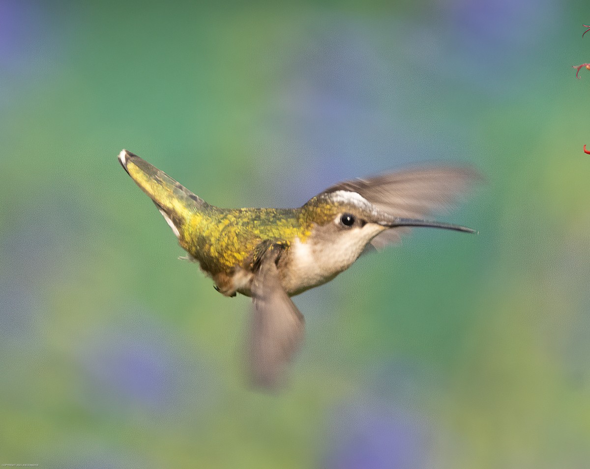 Colibri à gorge rubis - ML582493221