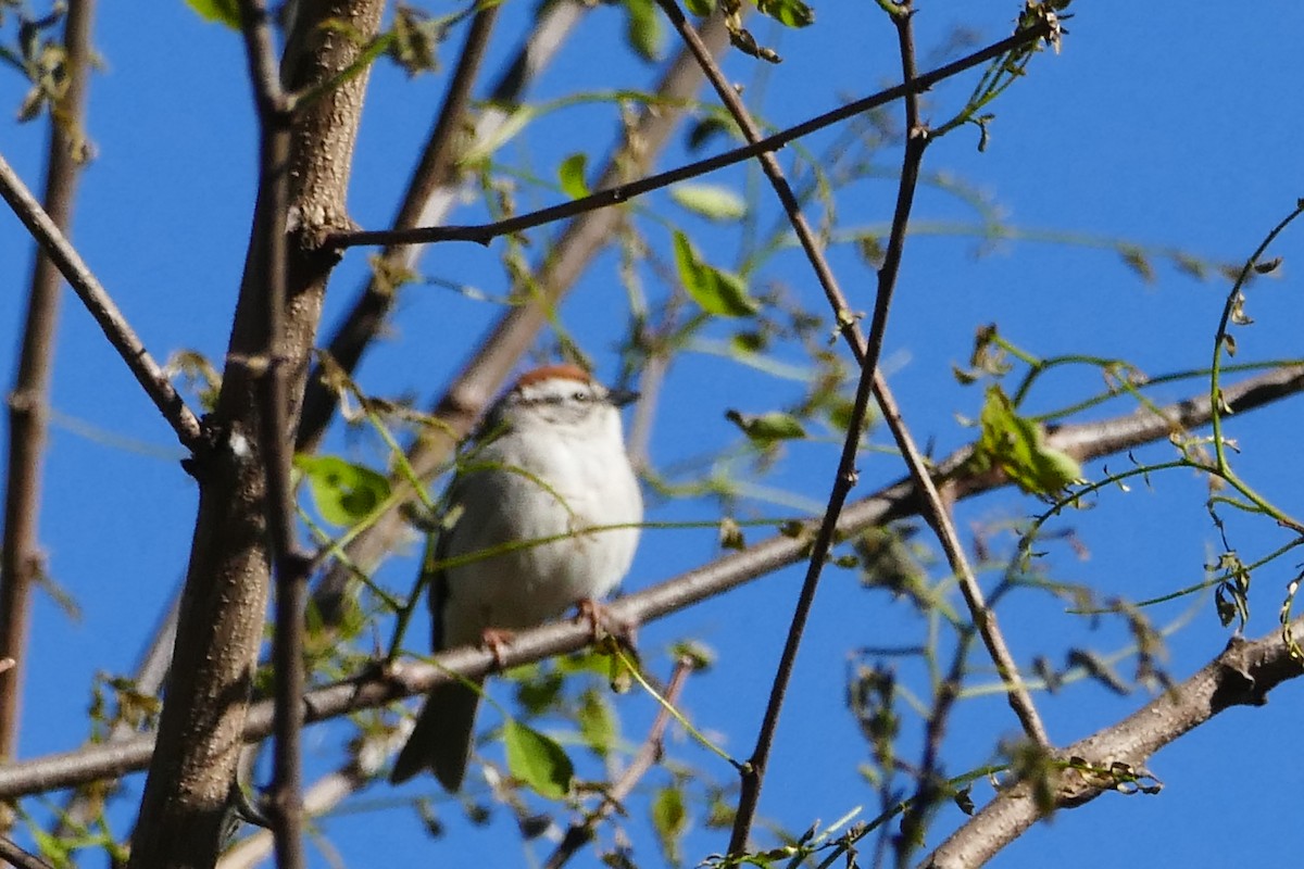 Chipping Sparrow - Peter Kaestner