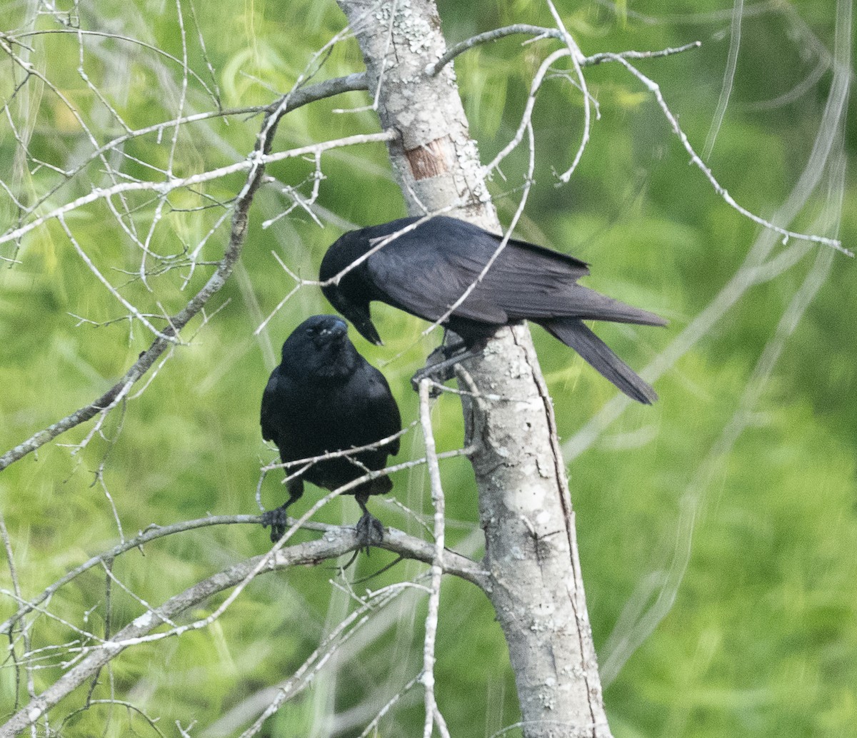 Fish Crow - ML582494151