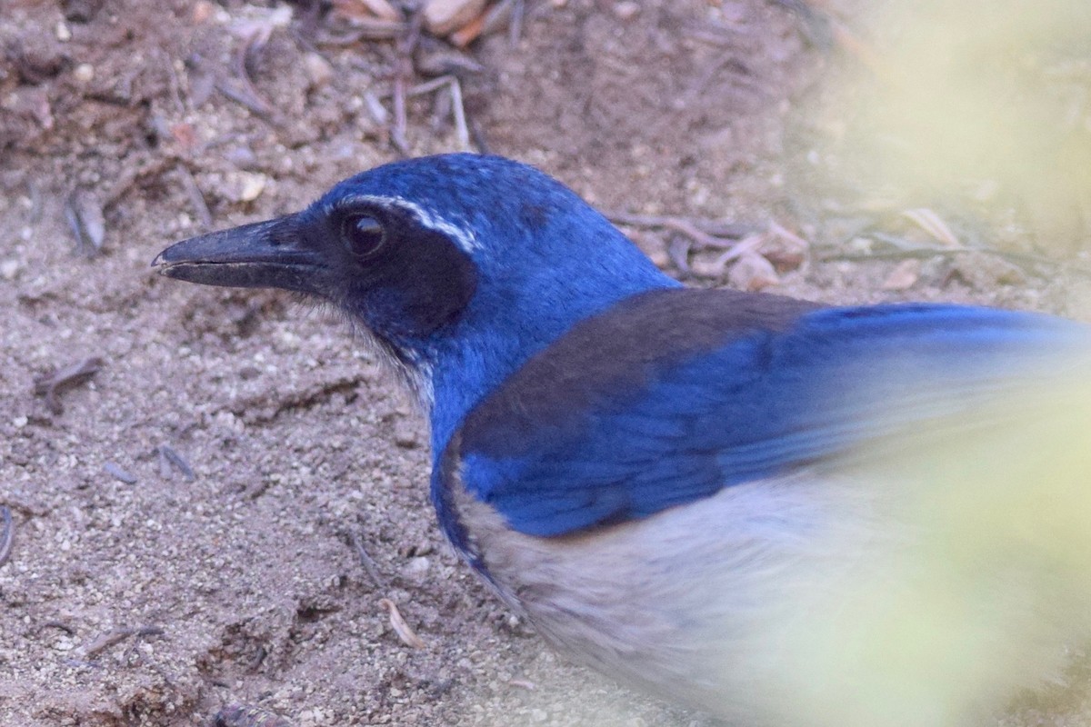 Island Scrub-Jay - ML58249481