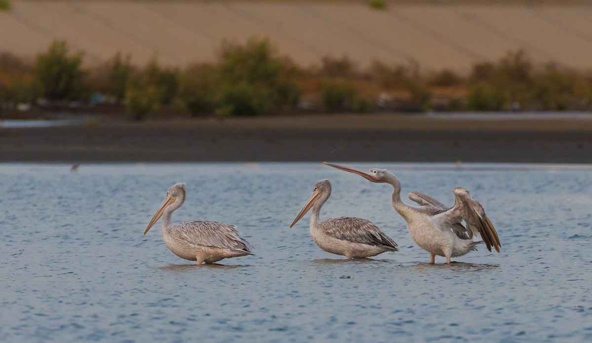 Pink-backed Pelican - ML582494841