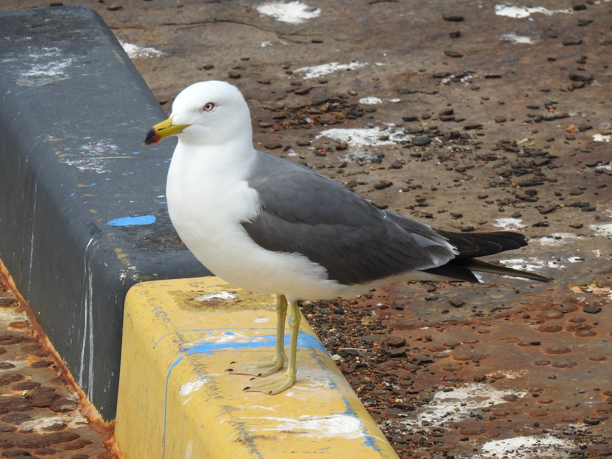 Black-tailed Gull - ML582495511