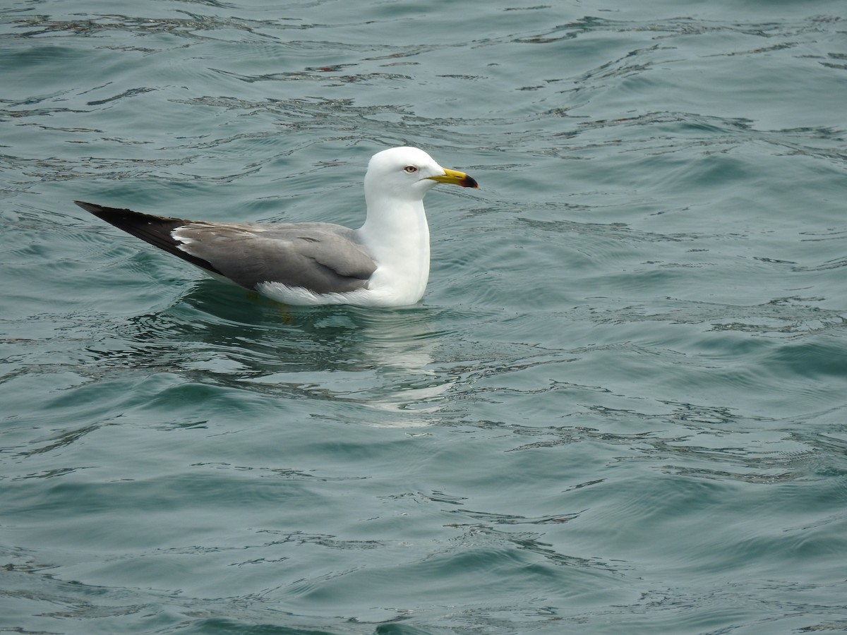 Black-tailed Gull - ML582495521