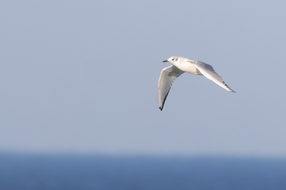 Bonaparte's Gull - ML582498881
