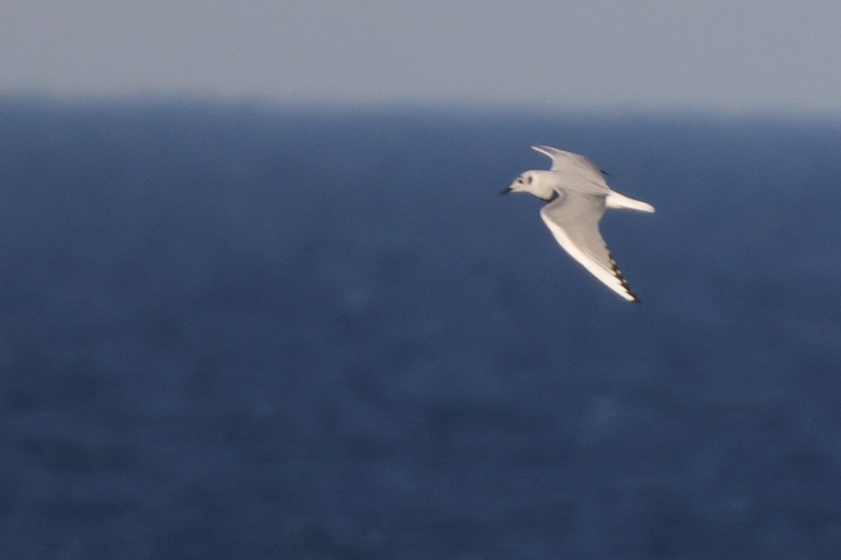 Bonaparte's Gull - ML582499011