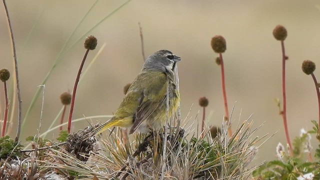 White-bridled Finch - ML582499401