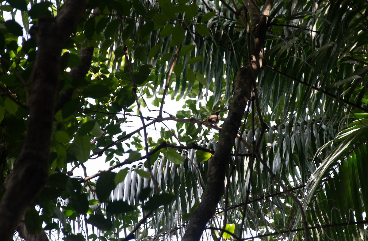 Olive-winged Bulbul - JJ Jackson