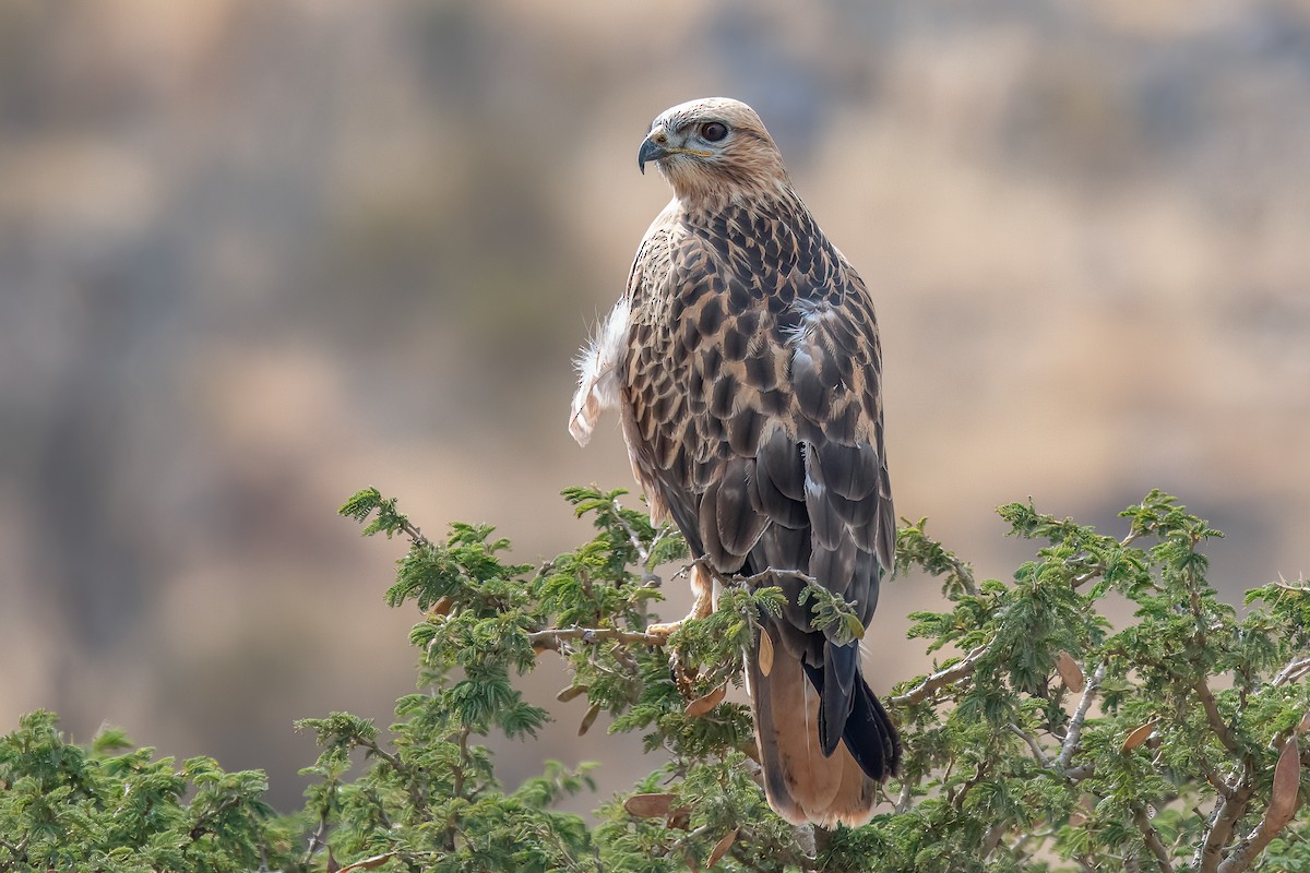 Long-legged Buzzard - ML582501731