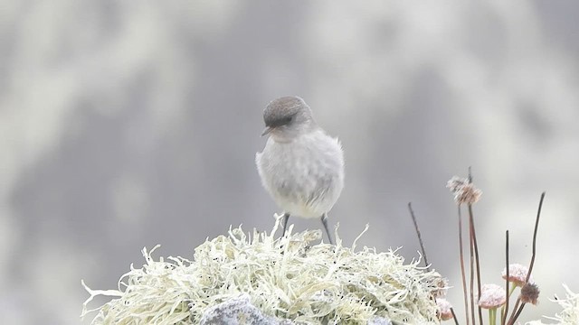 カオグロイワタイランチョウ - ML582502091