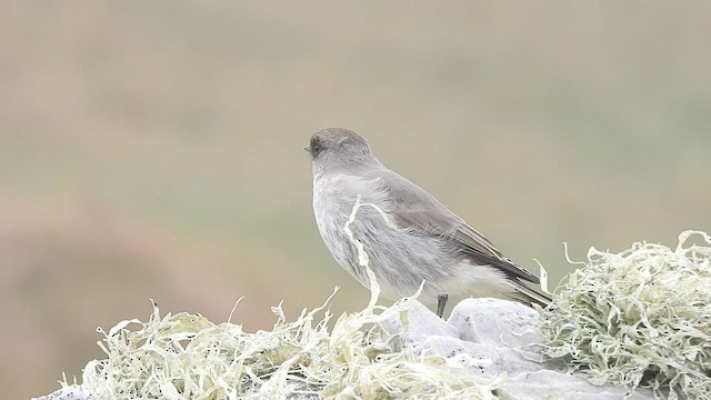 カオグロイワタイランチョウ - ML582502101