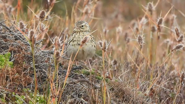 Correndera Pipit - ML582502331