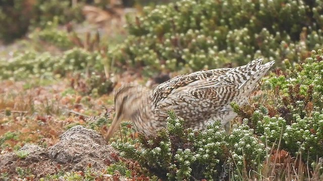 Magellanic Snipe - ML582502411