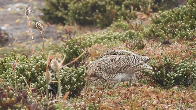 Magellanic Snipe - ML582502421