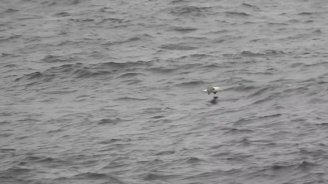 Black-browed Albatross - ML582503891