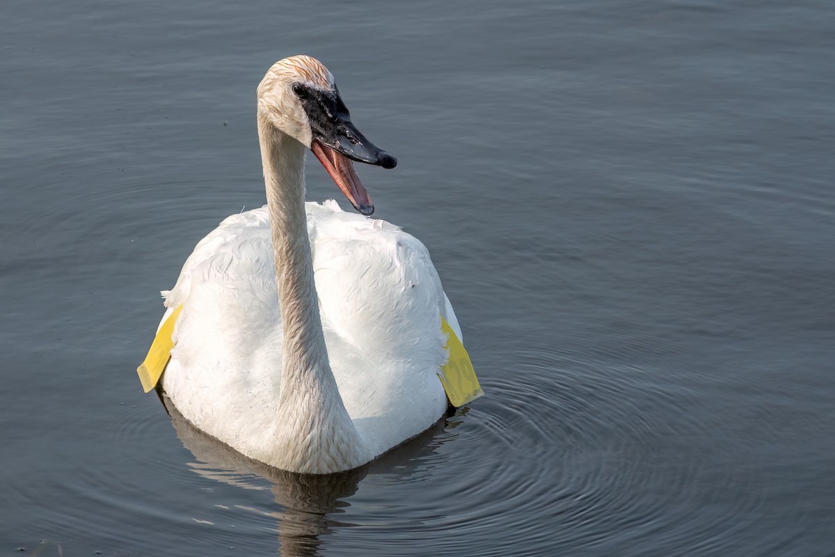 Trumpeter Swan - ML582504201