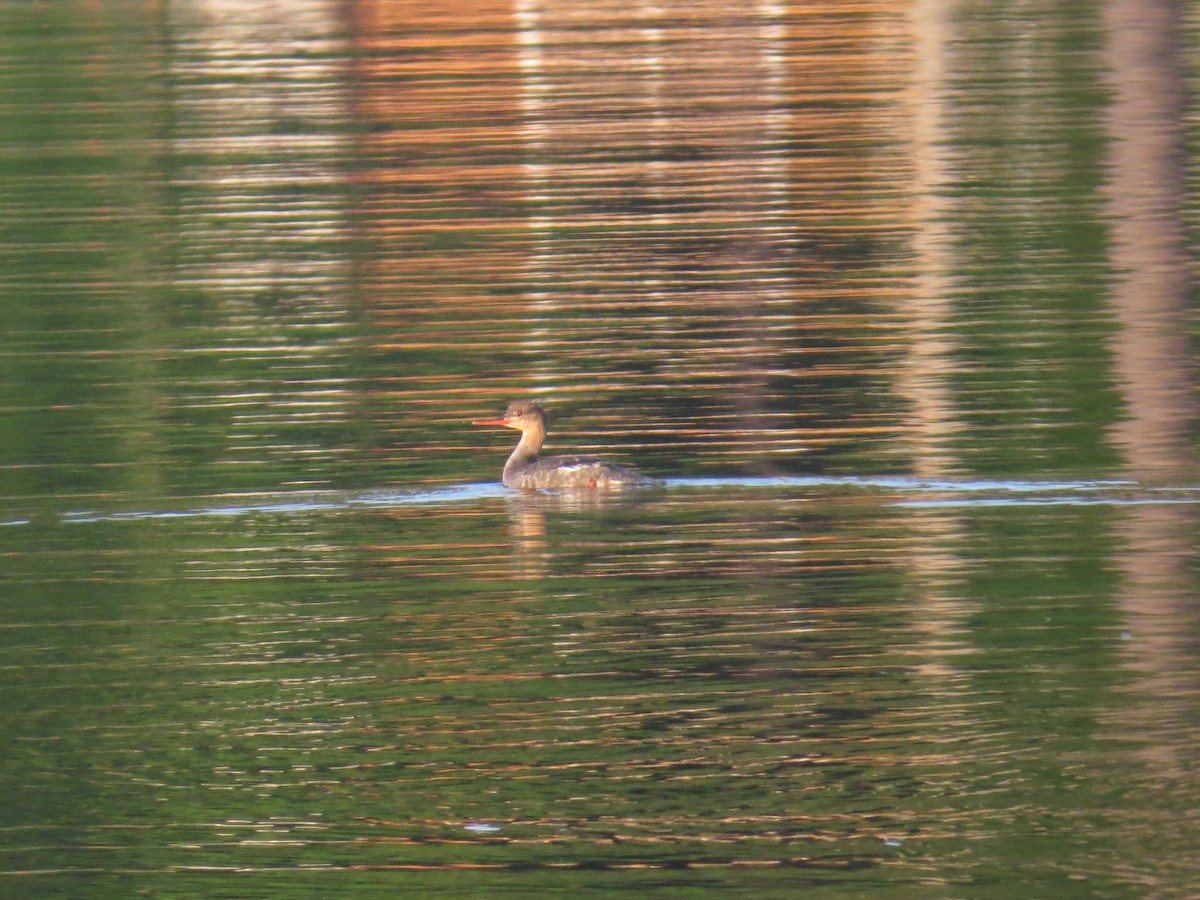 Red-breasted Merganser - ML58250501