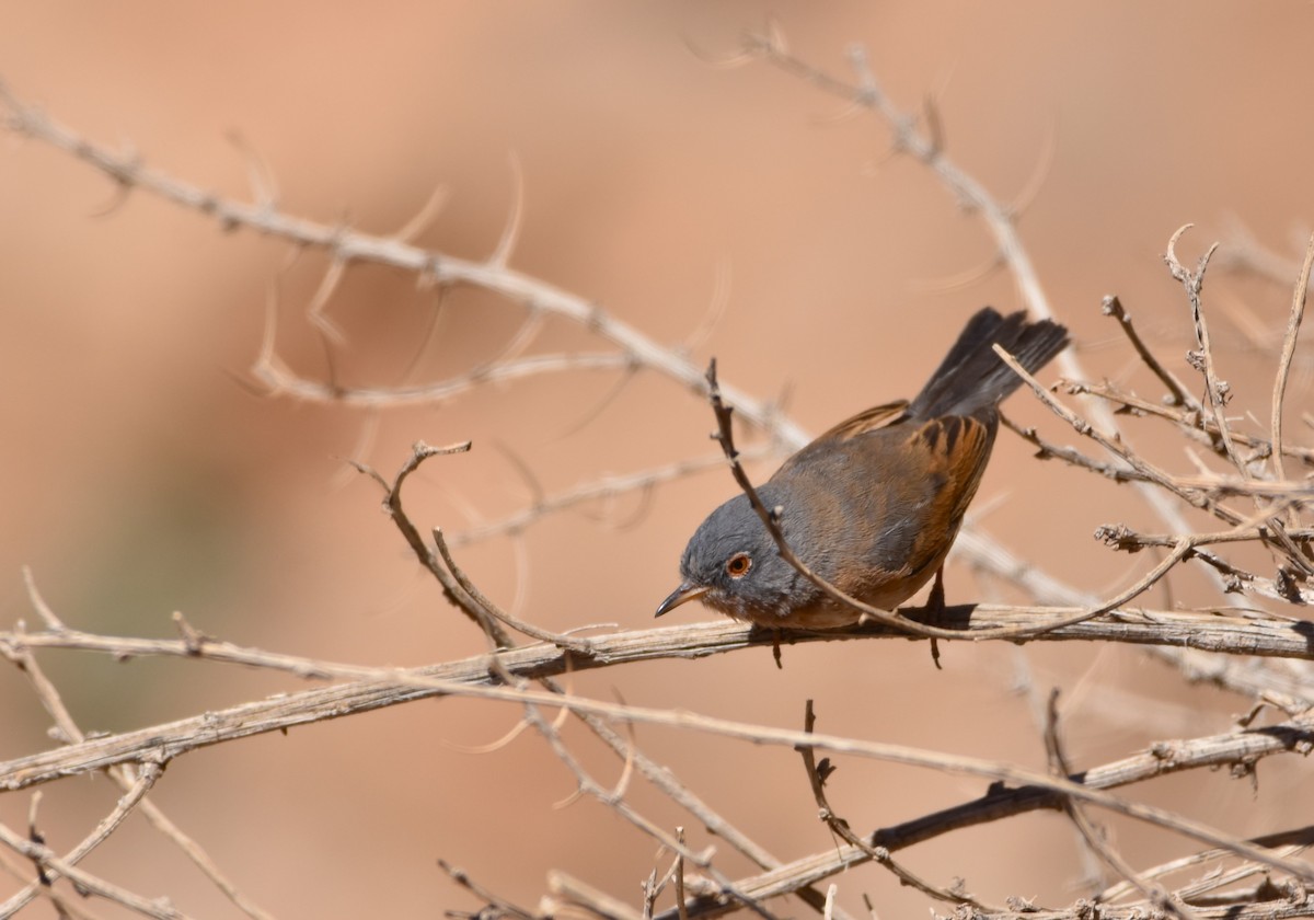 Tristram's Warbler - ML582505061