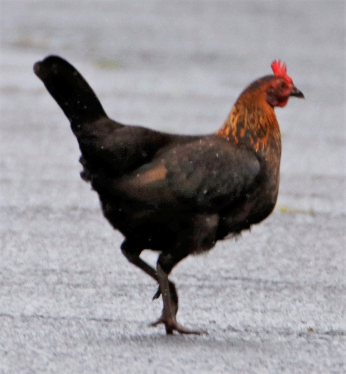 Red Junglefowl (Domestic type) - Barry Spolter