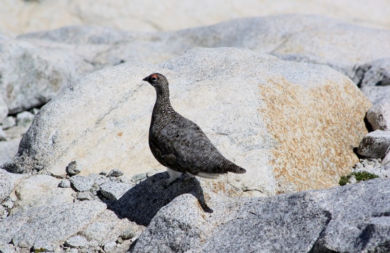 Pernice bianca - ML582505671