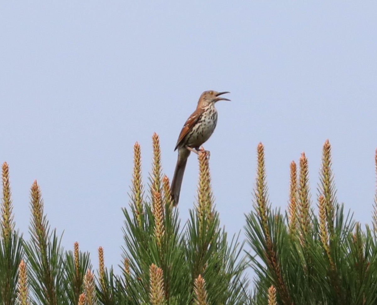 Brown Thrasher - ML582506171
