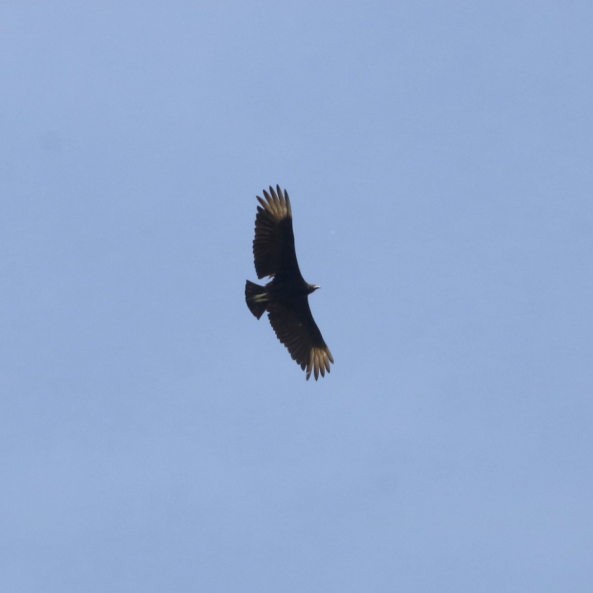 Black Vulture - Oliver Kew