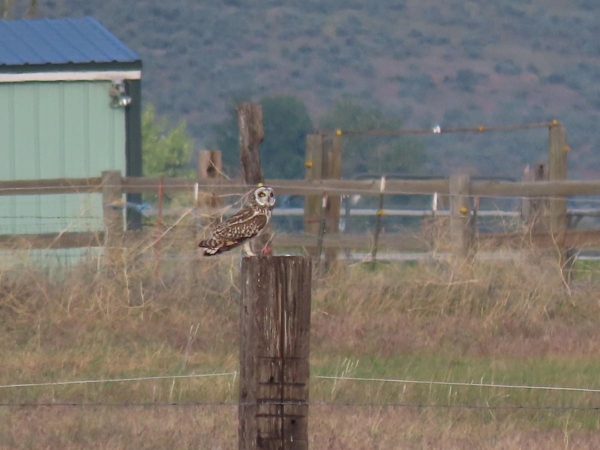 Hibou des marais (flammeus) - ML582506771