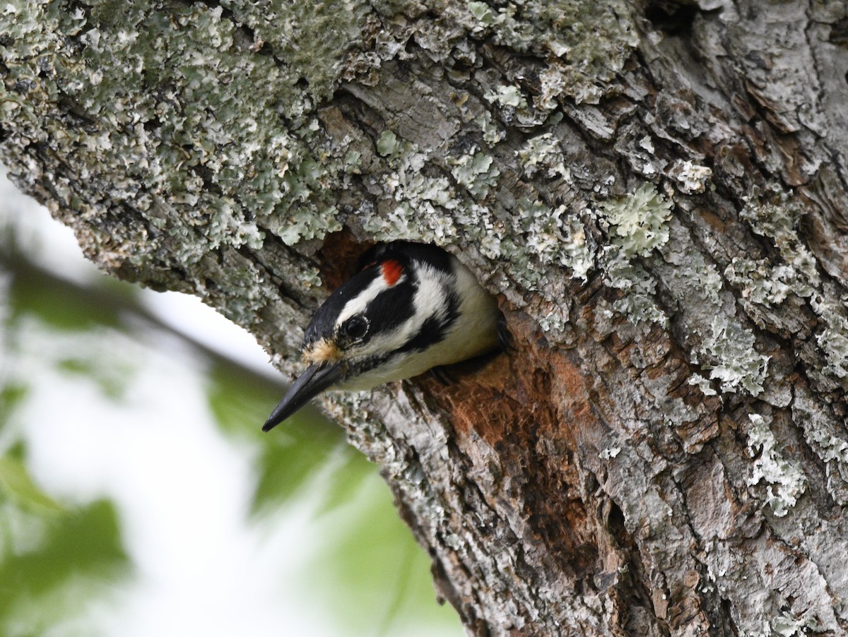 Hairy Woodpecker - Claudia C