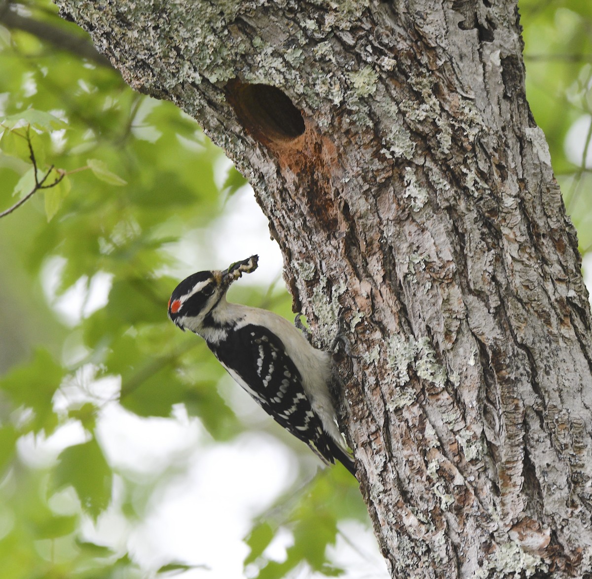 Hairy Woodpecker - ML582506891