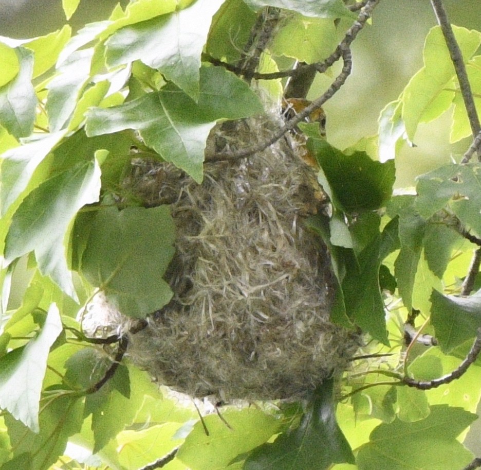 Baltimore Oriole - ML582506971