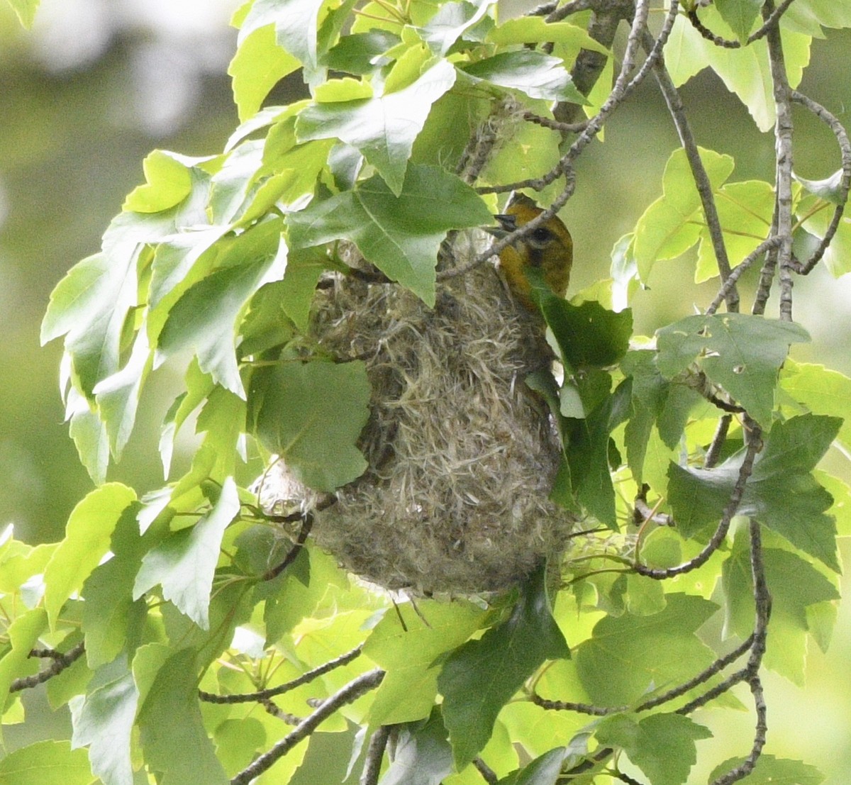 Baltimore Oriole - ML582506981