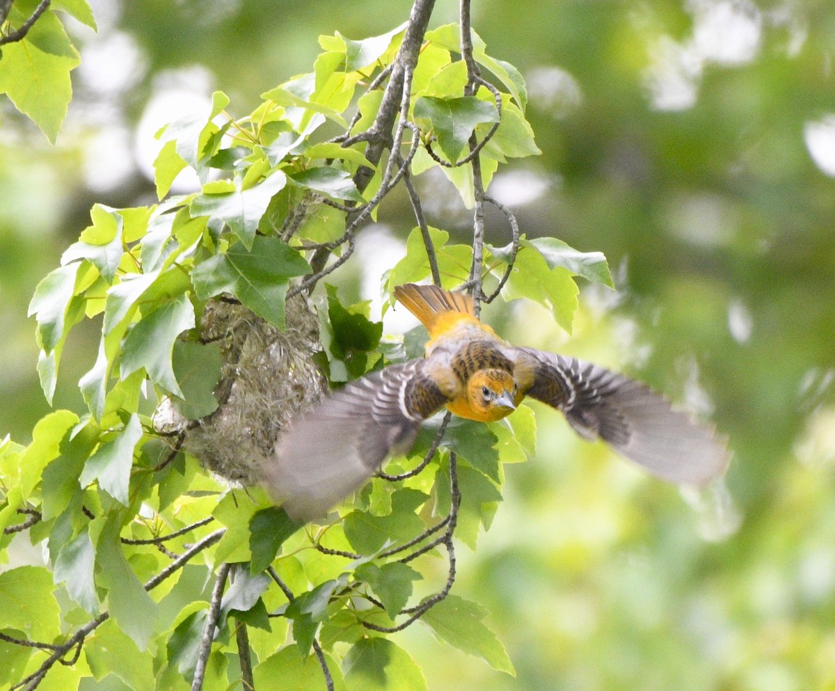 Baltimore Oriole - ML582506991