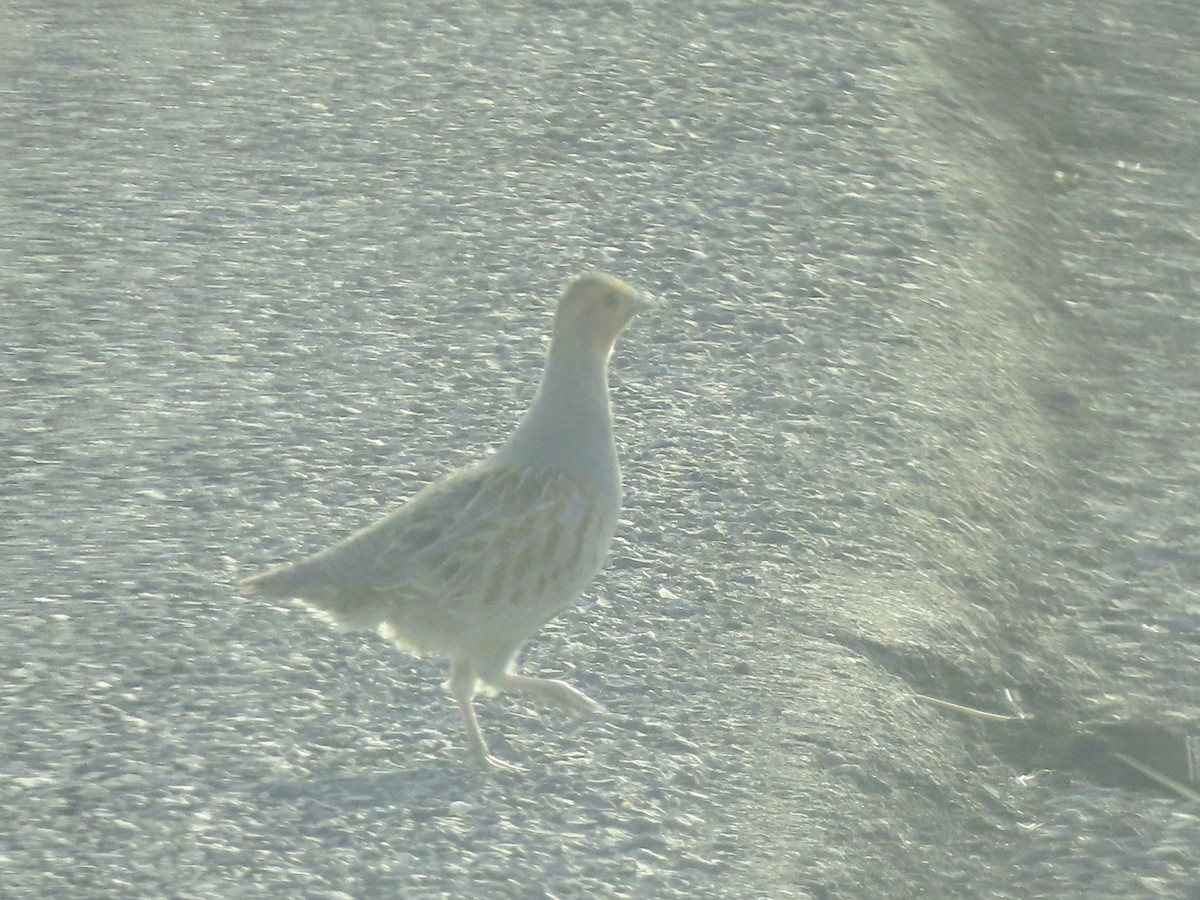 Gray Partridge - ML582507301