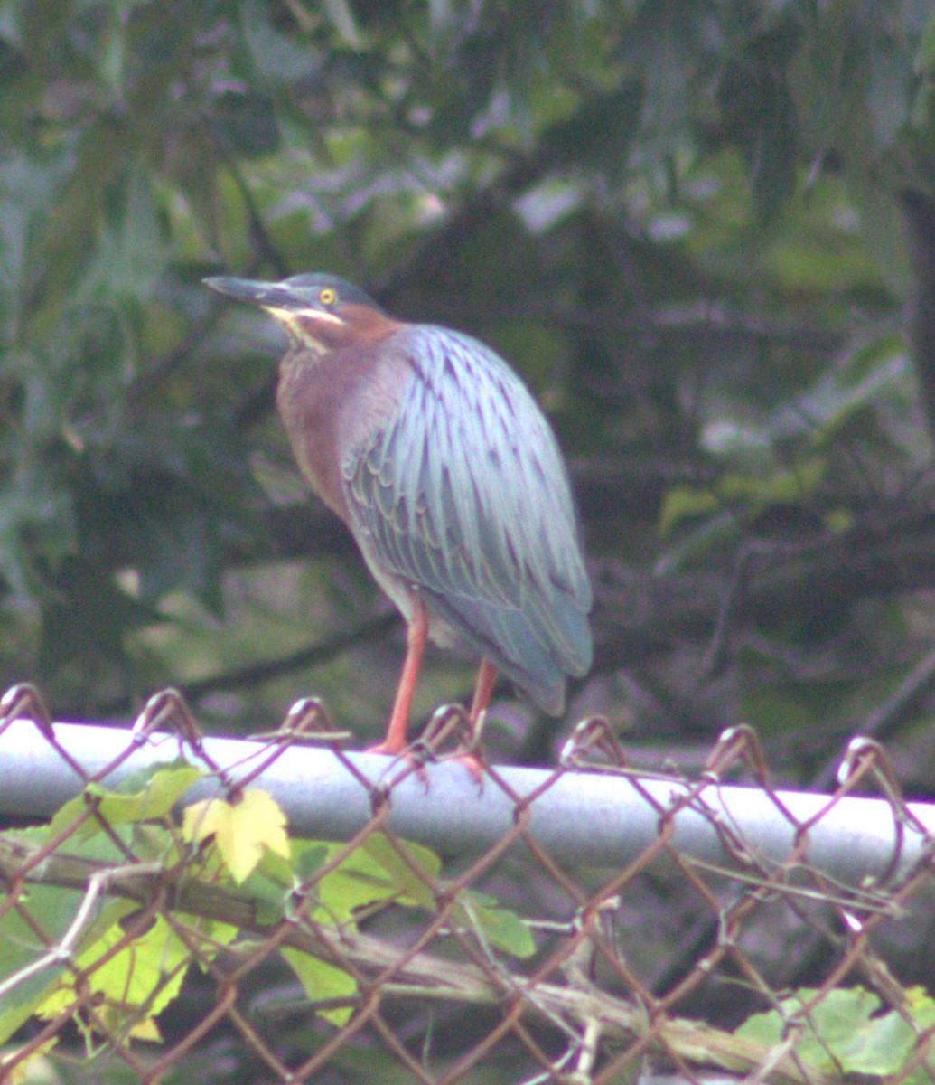 Green Heron - ML582507511