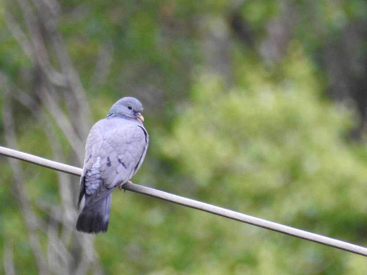 Stock Dove - ML582507741