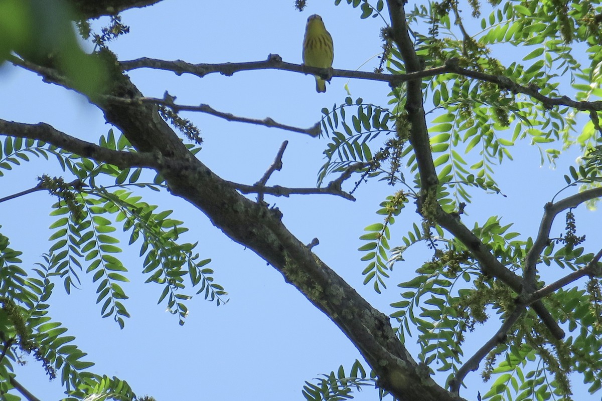 Yellow Warbler - Rishi Palit