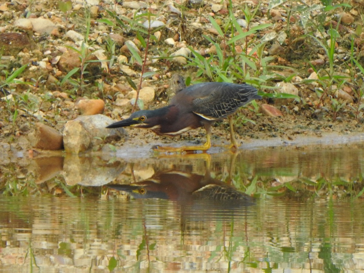 Green Heron - Anna Stalcup