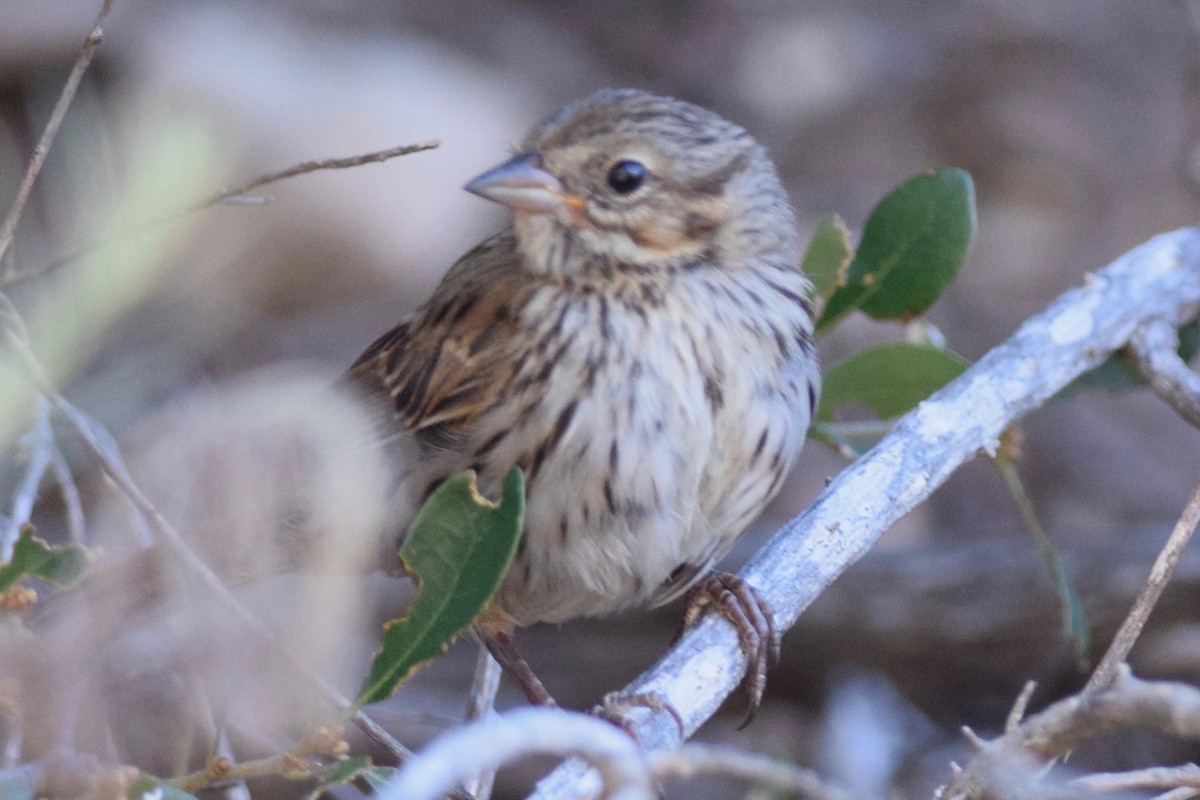 Song Sparrow - ML58250831