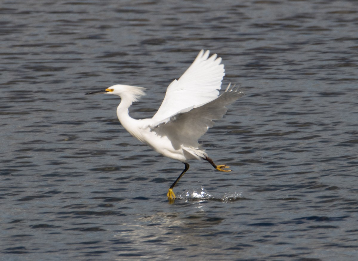 Snowy Egret - Trevor Ambrico