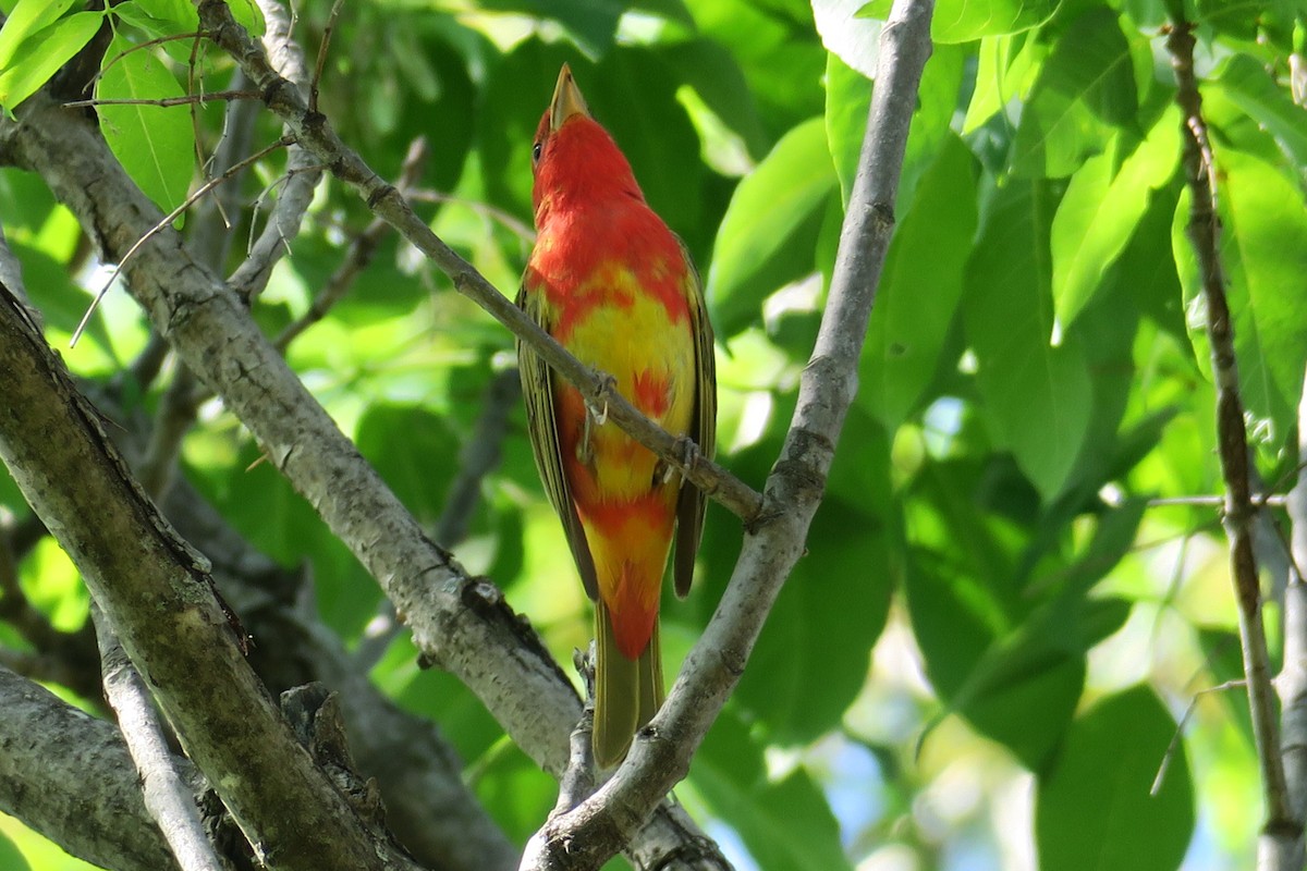 Summer Tanager - Rishi Palit