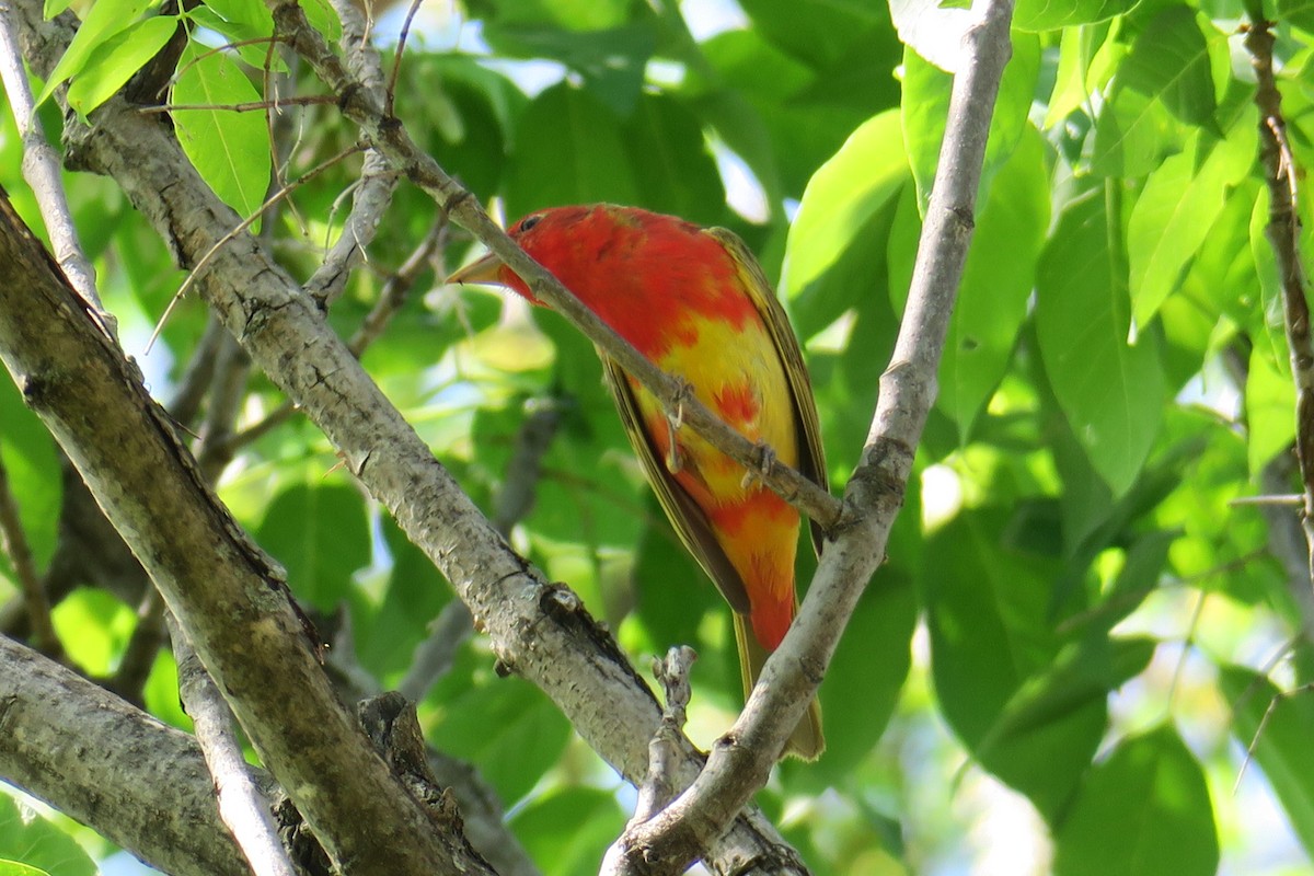 Summer Tanager - ML58250901