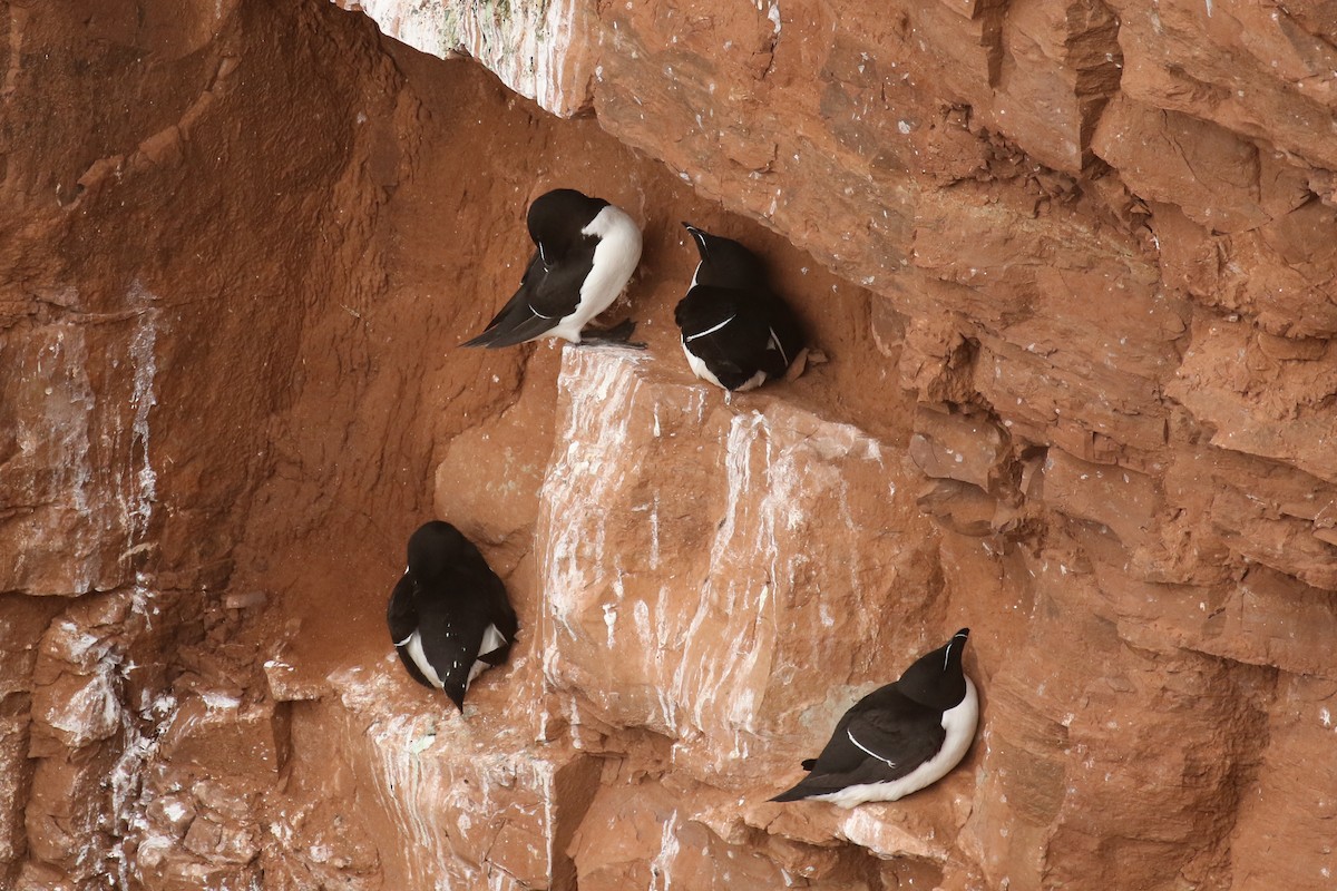 Razorbill - ML582510361