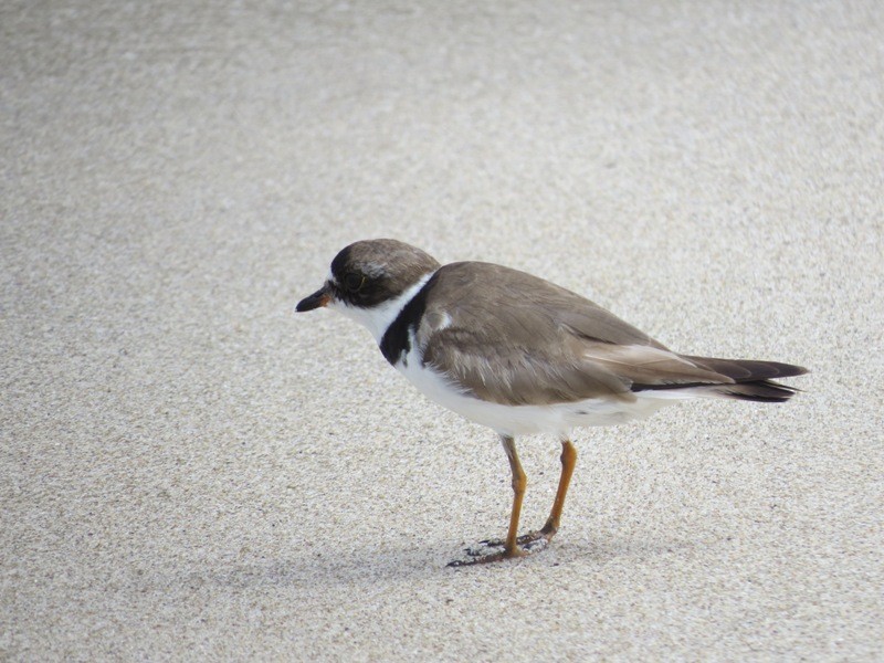 Semipalmated Plover - ML582512091