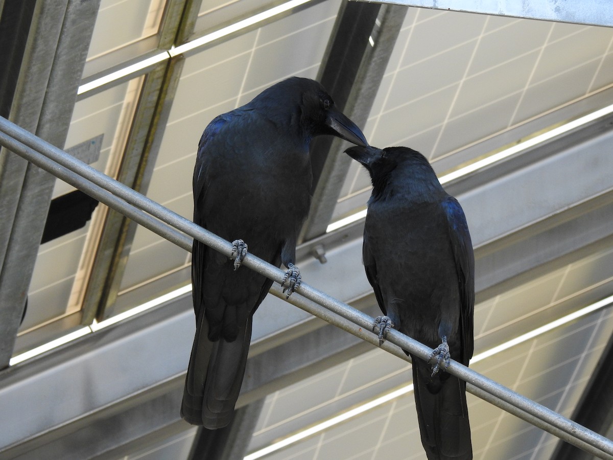 Large-billed Crow - ML582512401